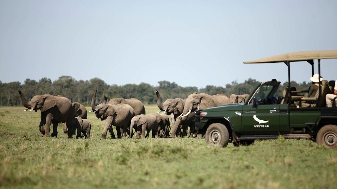Addo Elephant Park Safari
