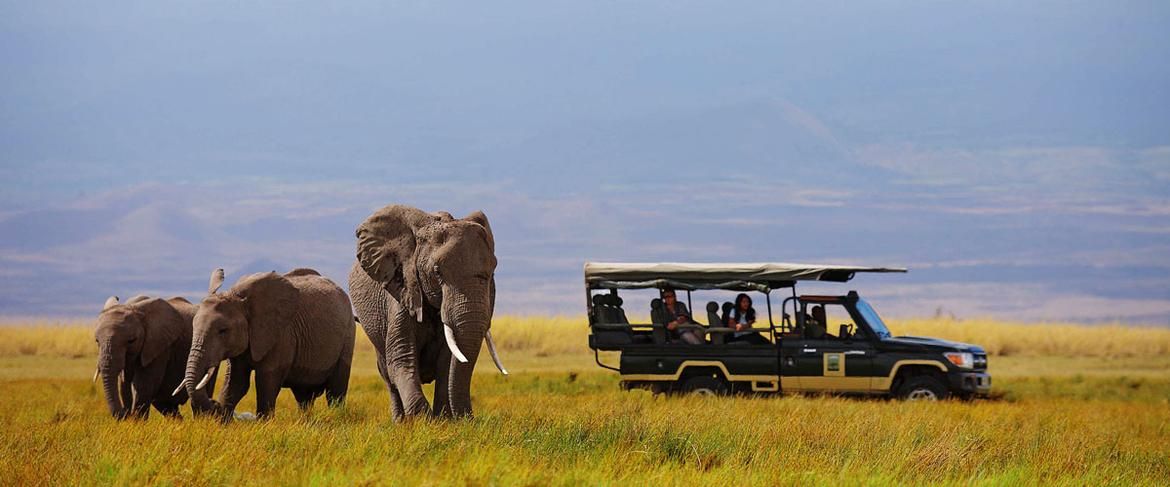 Addo Elephant Back Safari Adventure
