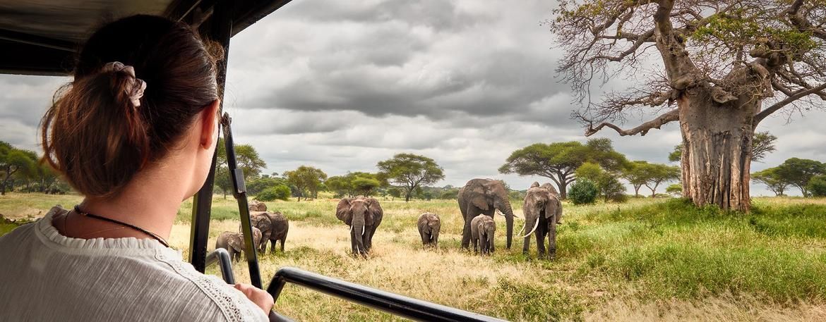 Addo Elephant National Park Discovery