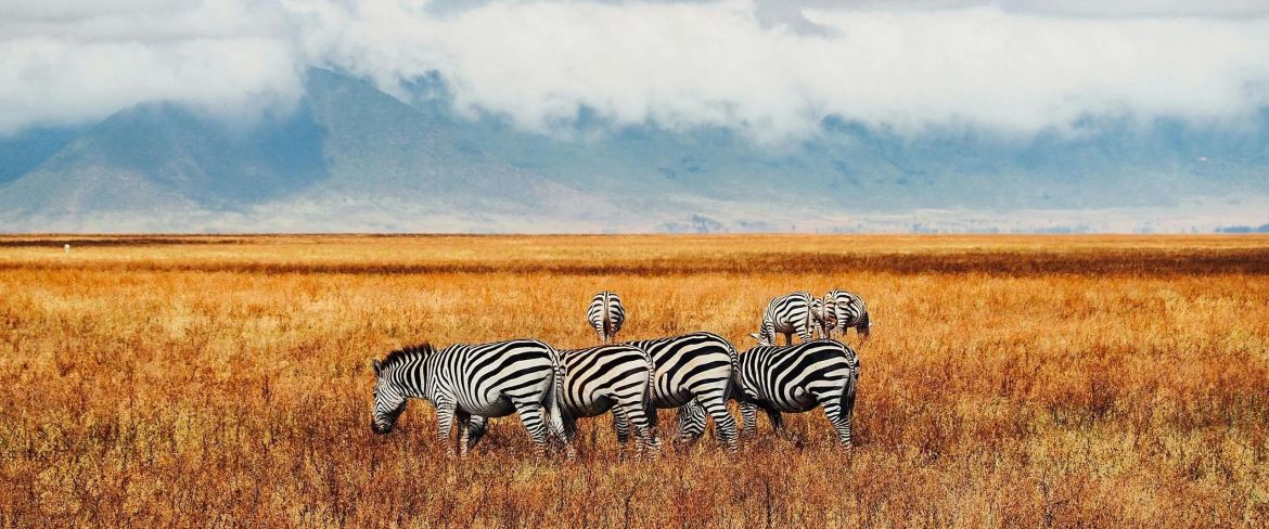 Chobe & Savute Wildlife Explorer