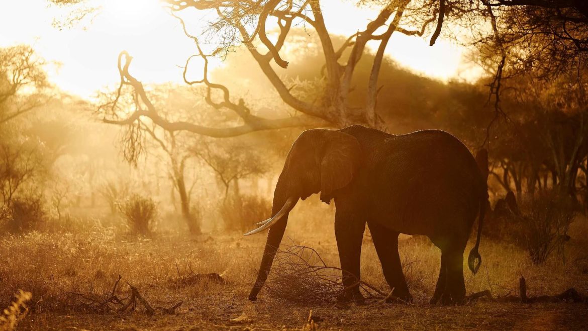 Kenya Coastal Dhow Cruise Adventure