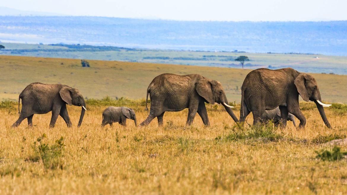 East Africa Explorer Safari