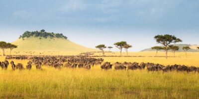 East African Chobe Safari From Victoria Falls with elephants and Victoria Falls in background