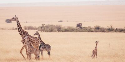A herd of wildebeest crossing a river during Eastafrican Safari Trips in Kenya's Masai Mara.