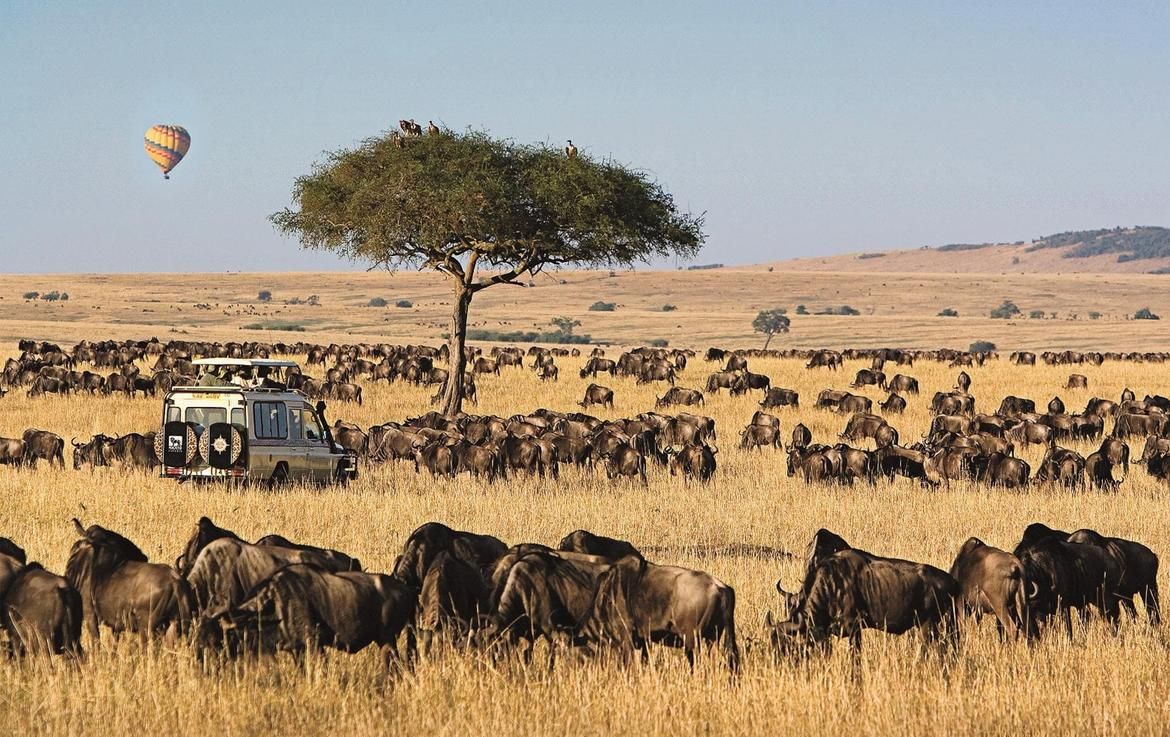 Etosha National Park Wildlife Explorer
