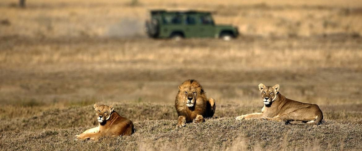 Fly Safari Airlink: The Ultimate African Explorer