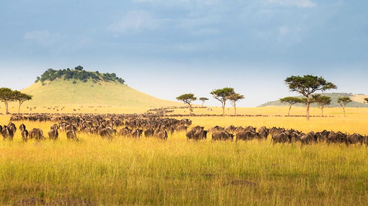 Kenya Solo Explorer Safari