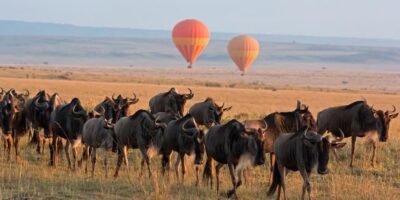 Serengeti Born Free Mountain Mountain Crucial Area landscape with wildlife