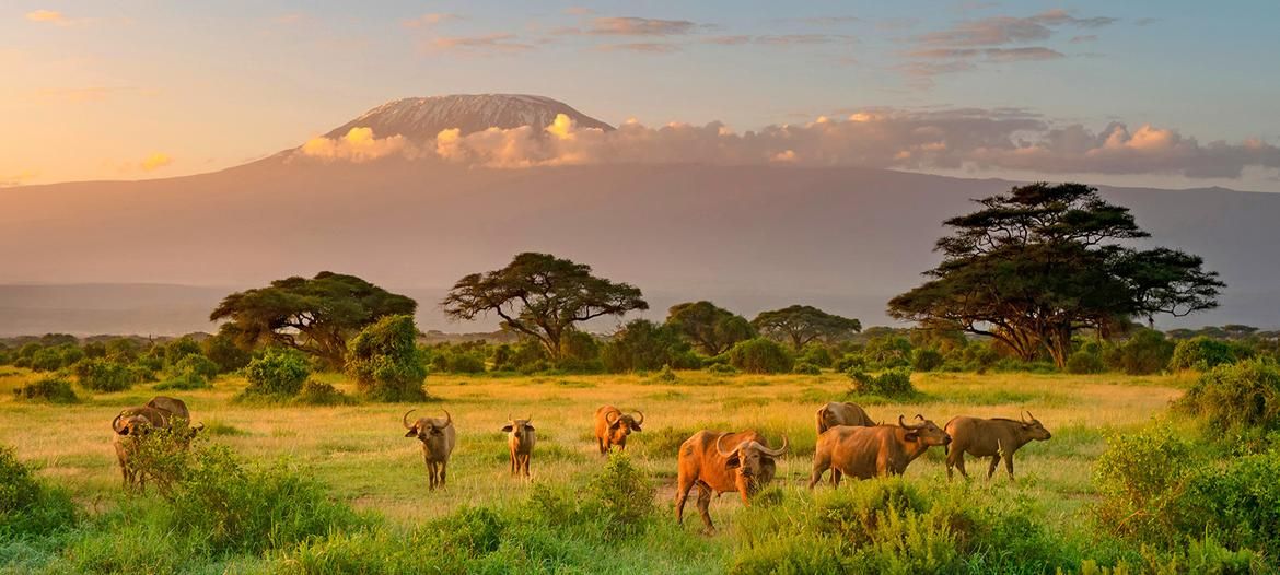 Classic Serengeti Safari Adventure