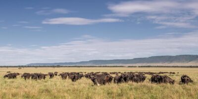 Serengeti Is In Which Country - A herd of wildebeest during the Great Migration
