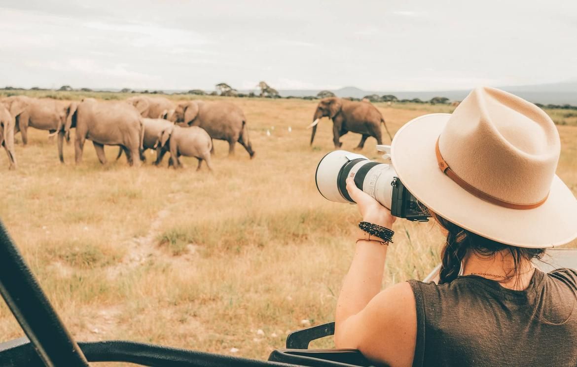 Serengeti Wildlife Explorer