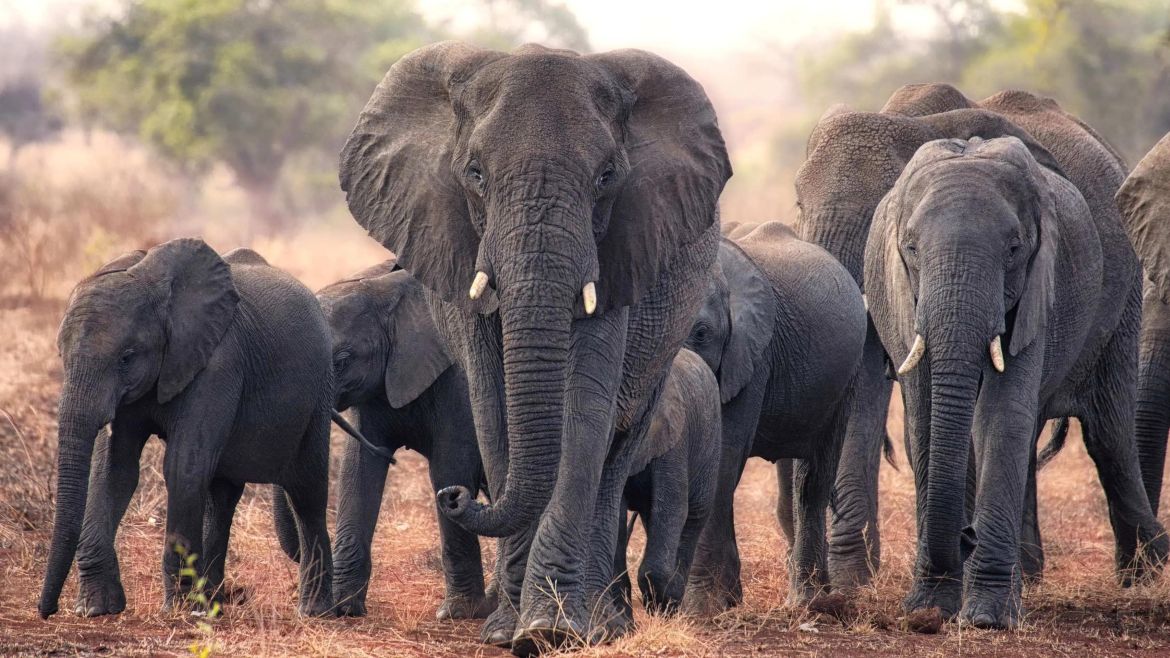 Serengeti Trees & Wildlife Explorer