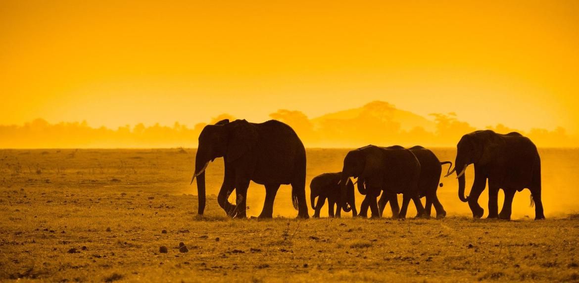Serian Serengeti South Safari Experience